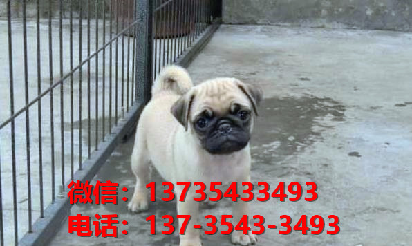 广东广州哪里有狗场出售纯种巴哥犬幼犬短毛哈