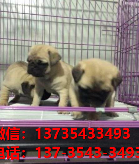 南京狗场出售纯种巴哥犬幼犬短毛哈巴狗幼犬卖