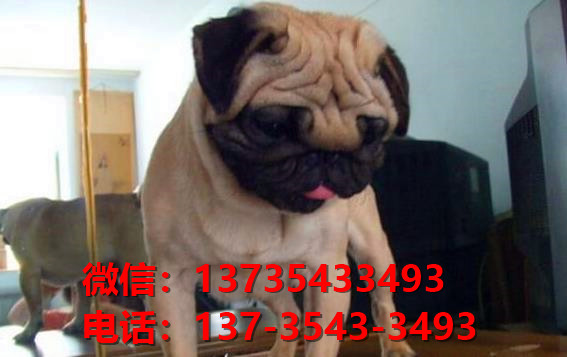 山西西安狗场出售纯种巴哥犬幼犬短毛哈巴狗幼