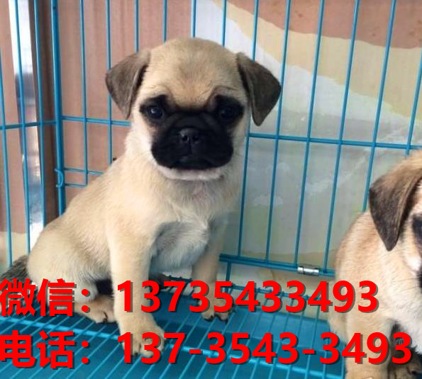 湖南长沙狗场出售纯种巴哥犬幼犬短毛哈巴狗幼