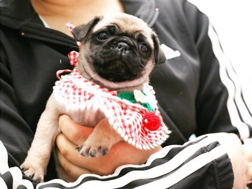 广州买狗 广州哪里有买狗靠谱 巴哥犬一只多少