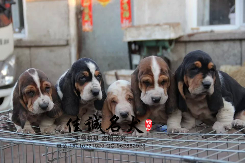 北京哪里卖纯种巴吉度犬 纯种巴吉度犬价格
