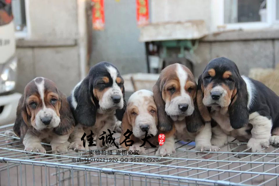 北京哪里卖纯种巴吉度犬 纯种巴吉度犬价格