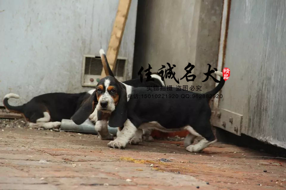北京哪里卖纯种巴吉度犬 纯种巴吉度犬价格