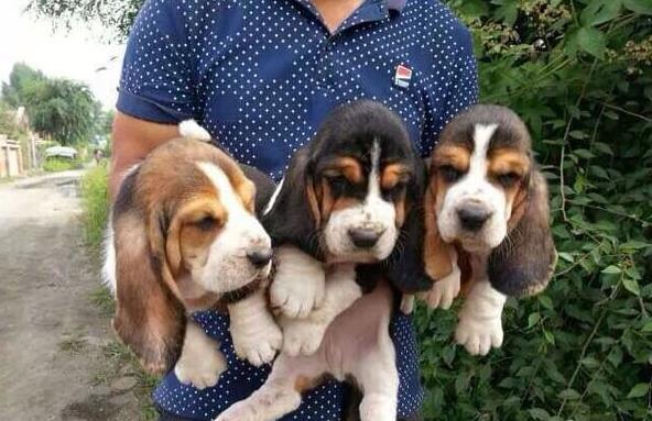 福州宠物狗狗出售纯种巴吉度猎犬狗市场卖狗买