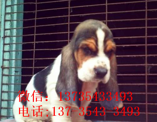 长沙宠物狗狗出售纯种巴吉度猎犬狗市场卖狗买狗哪有