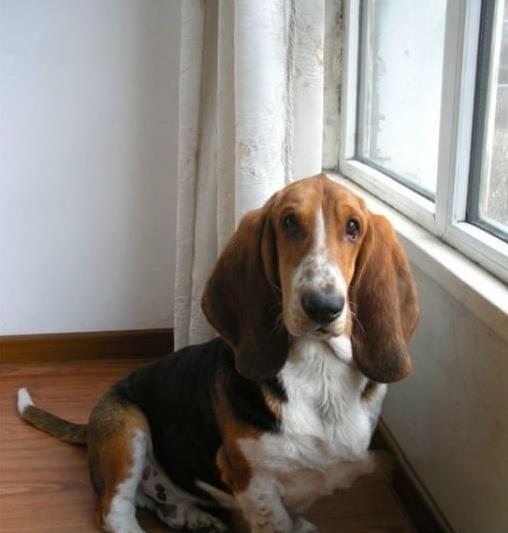 厦门宠物狗狗出售纯种巴吉度猎犬狗市场卖狗买