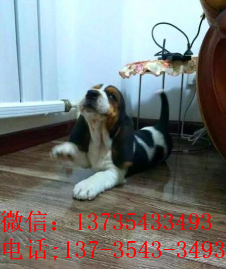 广州宠物狗狗出售纯种巴吉度猎犬狗市场卖狗买狗哪有