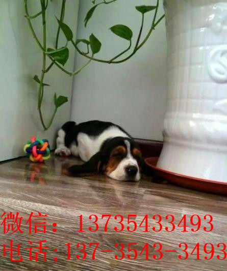 石家庄宠物狗狗出售纯种巴吉度猎犬狗市场卖狗买狗哪有