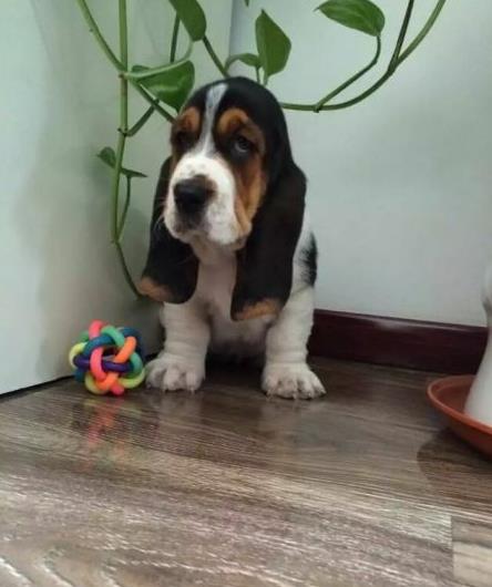 南宁宠物狗狗出售纯种巴吉度猎犬狗市场卖狗买