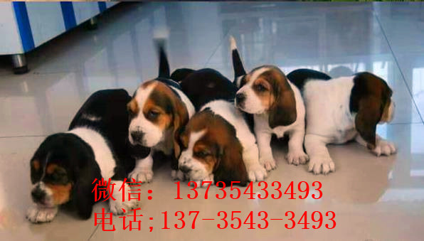 郑州宠物狗狗出售纯种巴吉度猎犬狗市场卖狗买狗哪有