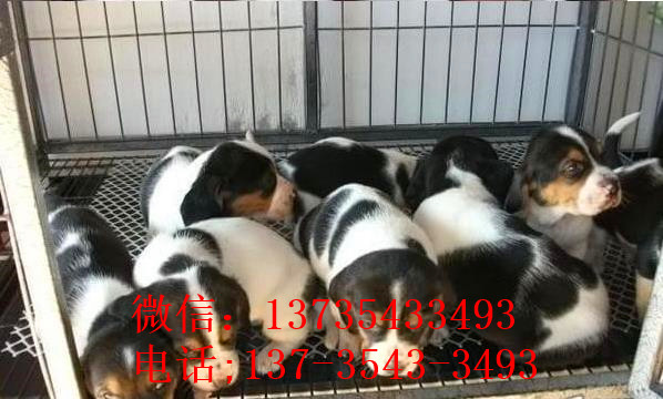 长沙宠物狗狗出售纯种巴吉度猎犬狗市场卖狗买狗哪有