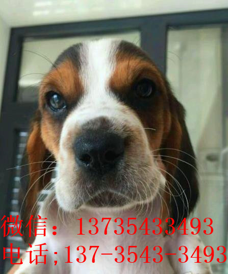 郑州宠物狗狗出售纯种巴吉度猎犬狗市场卖狗买狗哪有