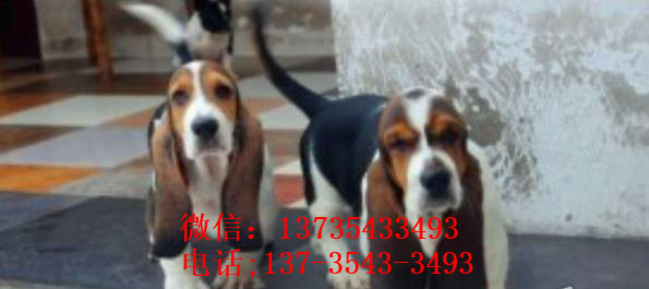 长沙宠物狗狗出售纯种巴吉度猎犬狗市场卖狗买狗哪有