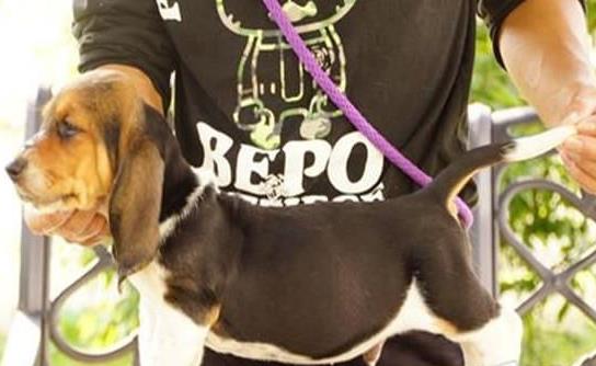 南京宠物狗狗出售纯种巴吉度猎犬狗市场卖狗买