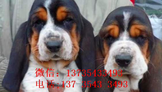 成都宠物狗狗出售纯种巴吉度猎犬狗市场卖狗买狗哪有