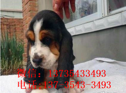 北京宠物狗狗出售纯种巴吉度猎犬狗市场卖狗买狗哪有