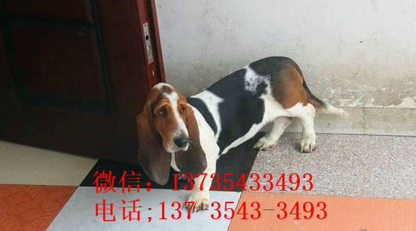 ?？诔栉锕饭烦鍪鄞恐职图攘匀肥谐÷艄仿蚬纺挠? /></div>              </div>

  </div>
  <div   id=