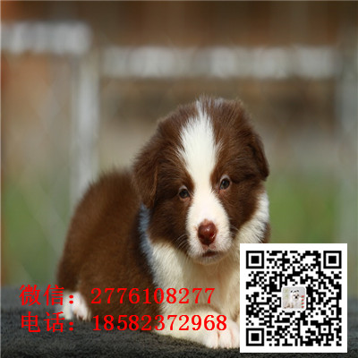攀枝花哪里有卖边境牧羊犬 边牧黑白色红色高智商 飞盘边牧幼犬多少钱 边牧繁殖