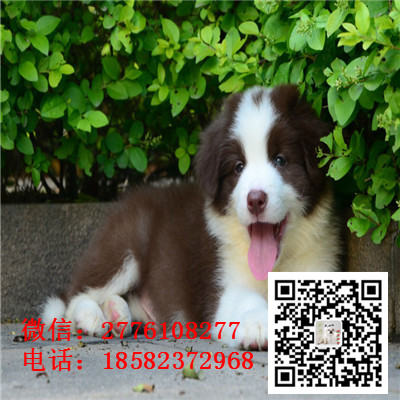 临夏哪里有卖边境牧羊犬 边牧黑白色红色高智