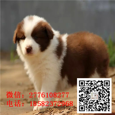 九龙坡哪里有卖边境牧羊犬 边牧黑白色红色高智商 飞盘边牧幼犬多少钱 边牧繁殖