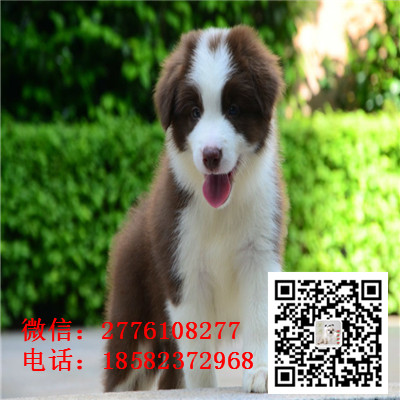 江津哪里有卖边境牧羊犬 边牧黑白色红色高智商 飞盘边牧幼犬多少钱 边牧繁殖