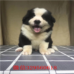 郑州边境牧羊犬哪里能买到 纯种健康的边牧哪里的好 边牧价格 边牧犬舍繁殖