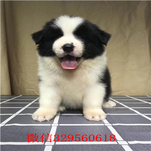 武汉边境牧羊犬哪里能买到 纯种健康的边牧哪
