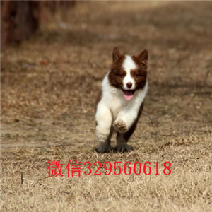 漯河边境牧羊犬哪里的纯种健康 边牧幼犬哪里的好 边牧一般的多少钱 边牧价格