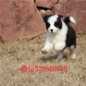 漯河边境牧羊犬哪里的纯种健康 边牧幼犬哪里的好 边牧一般的多少钱 边牧价格