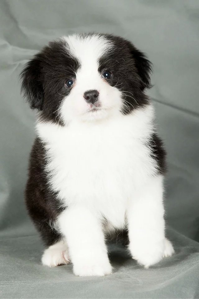 青岛黑白边牧多少钱 青岛咖啡色边牧价格 青岛哪里卖的边牧便宜