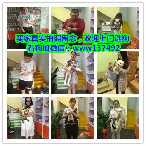 武汉市区哪里有宠物狗卖 武汉哪里有宠物店