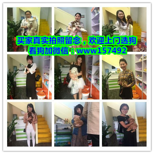 武汉市区哪里有宠物狗卖 武汉哪里有宠物店