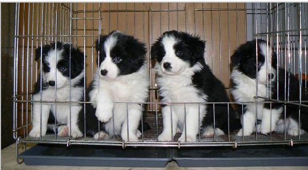 武汉哪里能买到边境牧羊犬 武汉纯种边境牧羊