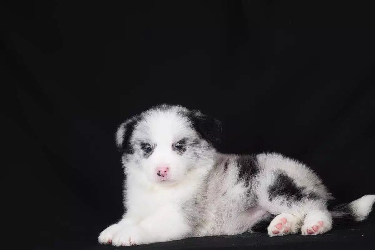 青岛黑白边牧多少钱 青岛咖啡色边牧价格 青岛哪里卖的边牧便宜