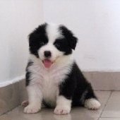 重庆哪里出售边境牧羊犬纯种边境牧羊犬多少钱