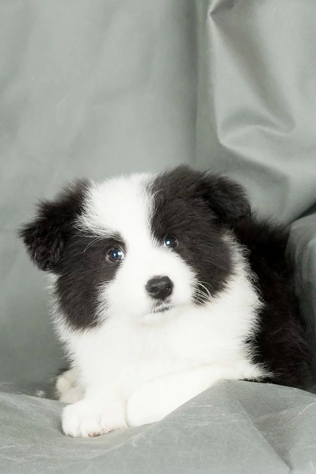 青岛黑白边牧多少钱 青岛咖啡色边牧价格 青岛哪里卖的边牧便宜