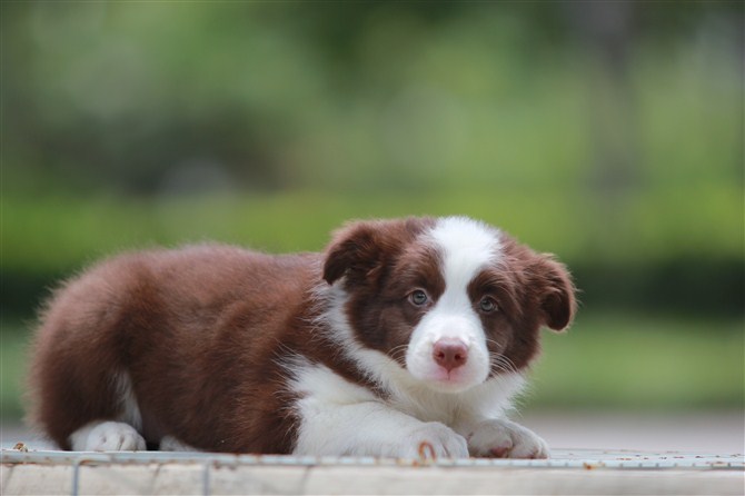 武汉黑白边牧多少钱 武汉咖啡色边牧价格 武汉