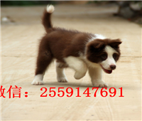 黄石黑白边牧怎么卖 黄石边牧多少钱 黄石咖啡色边牧价格