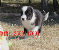 襄樊黑白边牧怎么卖的 襄樊哪里卖纯种边牧 襄