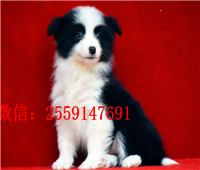 黄石黑白边牧怎么卖 黄石边牧多少钱 黄石咖啡色边牧价格