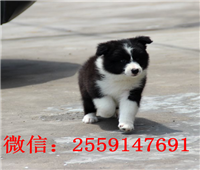 黄石黑白边牧怎么卖 黄石边牧多少钱 黄石咖啡色边牧价格