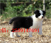 重庆黑白边牧怎么卖的 重庆哪里卖纯种边牧 重