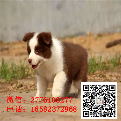 青岛哪里有边境牧羊犬出售 边境牧羊犬哪里的纯种健康 边牧幼犬哪里的比较好 边牧多少钱