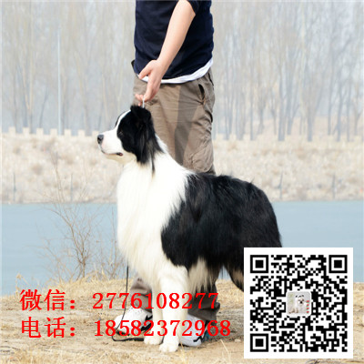 青岛哪里有边境牧羊犬出售 边境牧羊犬哪里的纯种健康 边牧幼犬哪里的比较好 边牧多少钱