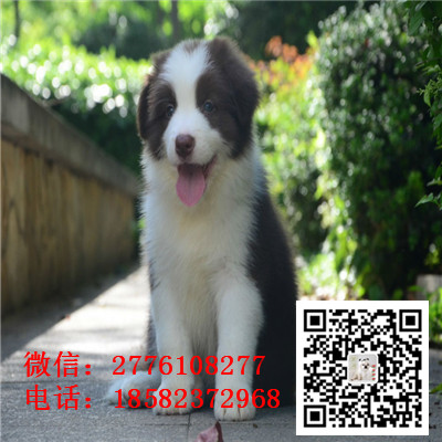 青岛哪里有边境牧羊犬出售 边境牧羊犬哪里的纯种健康 边牧幼犬哪里的比较好 边牧多少钱