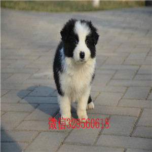 郑州哪里有宠物店卖边牧边牧狗场 边牧犬舍纯种边牧幼犬 边牧价格纯种边牧一只要多少钱
