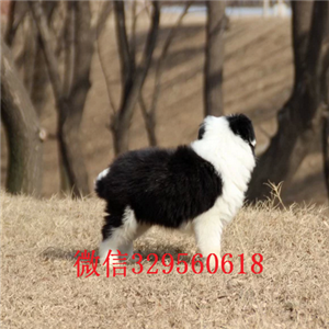 四平哪里有宠物店卖边牧边牧幼犬宠物狗活体纯