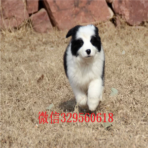 黔东南哪里有卖边境牧羊犬的出售纯种健康边境犬边境牧羊犬价格纯种黑白边境牧羊犬价格