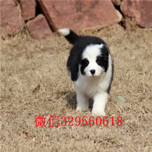 佳木斯哪里有卖边境牧羊犬的边境牧羊犬图片纯
